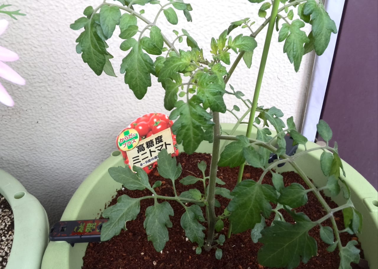 無農薬栽培 トマト ゴーヤ植えました の巻 健康 昭和40年男